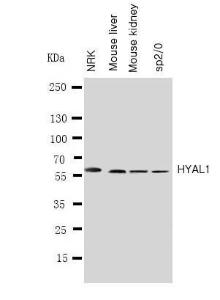 Anti-HYAL1 Rabbit Polyclonal Antibody
