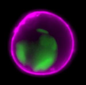 Apoptotic HeLa cells stained with NucView® 488 caspase-3 substrate (green) and CF647Annexin V (purple)