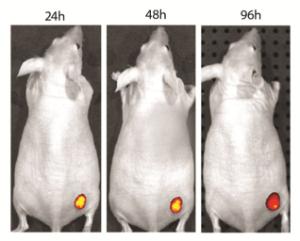 VivoBrite™ Rapid Antibody Labeling Kits for Small Animal <i>In Vivo</i> Imaging, Biotium