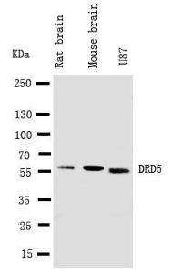 Anti-DopamineR D5 Rabbit Polyclonal Antibody