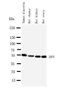 Anti-IRF5 Rabbit Polyclonal Antibody