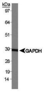 GAPDH primer, Novus Biologicals (NBP1-71650)