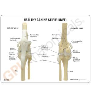 GPI Anatomicals® Canine 4-Stage Knee Model