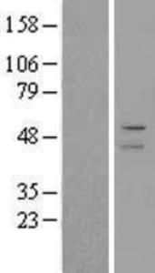 ADFP Overexpression lysate (adult normal)-western blot-NBL1-07334