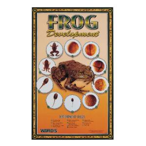 Ward's® Frog Development Poster