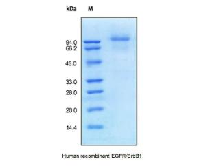 Human recombinant EGFR/ErbB1