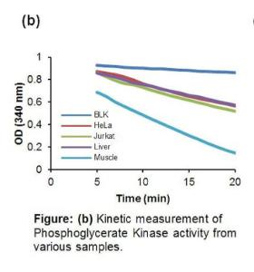 Assay Phosphoglycerate Kinase Activity