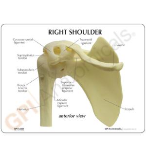 GPI Anatomicals® Shoulder Joint Model