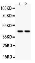 Anti-RUNX3 Rabbit Polyclonal Antibody