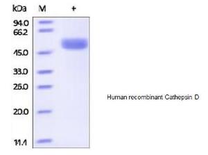 Human recombinant Cathepsin D