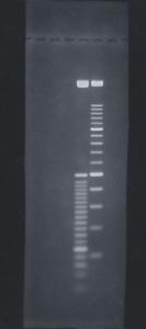 GeneMate 3:1 Agarose