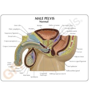 GPI Anatomicals® Male Pelvis With BPH Model