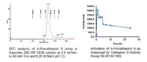 Fig 1: SEC analysis of h-Procathepsin S using a Superdex 200 HR 10/30 column at 0.5 ml/min in 50 mM Tris and 0.25 M NaCl pH 7.5. Fig 2: Activation of h-Procathepsin S as measured by Cathepsin S Activity Assay Kit (K144-100).