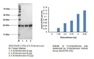 SDS-PAGE (12%) of h-Enterokinase: M: Protein Marker 1: h-Enterokinase (6 ?g) 2: h-Enterokinase (9 ?g) 3: h-Enterokinase (12 ?g) Fig 2: Activity of h-Enterokinase was measured by Enterokinase Activity Assay Kit (K758-100).