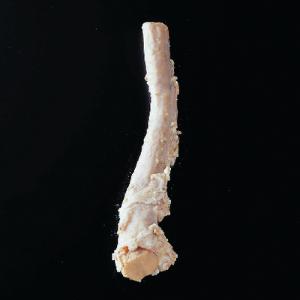 Bovine Spinal Cord