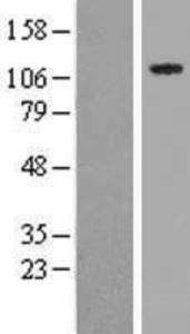 NSP 5 alpha 3 alpha Lysate (Adult Normal), Novus Biologicals (NBP2-11599)