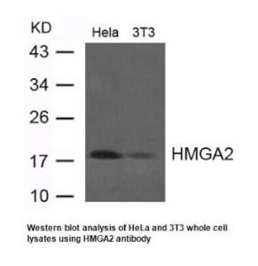 Antibody Anti-HMGA2 100 µl