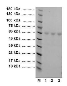 4-20% SDS-PAGE of Protein A/G: M: Protein Marker 1: 10 ?g Protein A/G 2: 15 ?g Protein A/G 3: 20 ?g Protein A/G