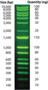 DNAmark™ DNA Plus Ladders, G-Biosciences