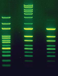 LabSafe™ Nucleic Acid Stain (10,000X), G-Biosciences