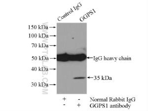 Anti-GGPS1 Rabbit Polyclonal Antibody