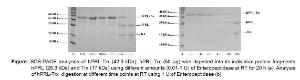 Enteropeptidase/Enterokinase Cleavage Kit, BioVision
