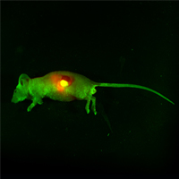 Small Animal In Vivo Imagers